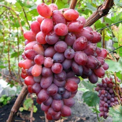 Виноград КРАСОТКА в Таразе