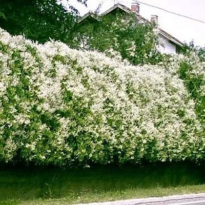 Фаллопия в Таразе