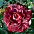 Роза БРАУНИ плетистая в Таразе