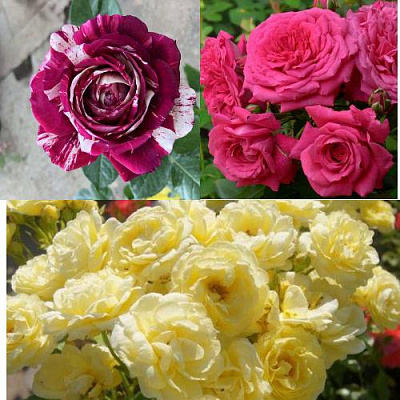 Комплект РОЗОВЫЙ АКЦЕНТ в Таразе