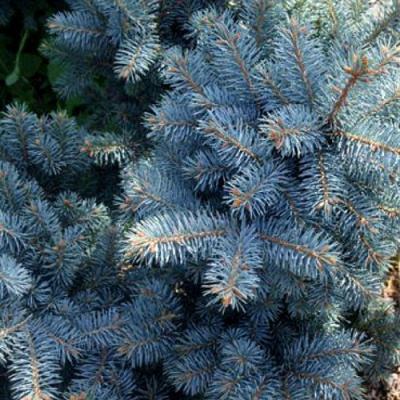 Ель МАДЖЕСТИК БЛЮ колючая в Таразе