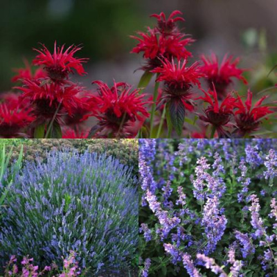 Комплект АРОМАТНЫЙ ЧАЙ в Таразе