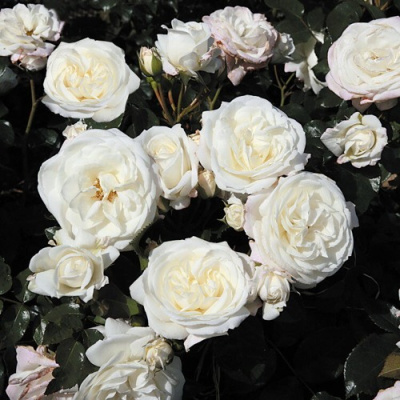 Роза АЛАБАСТЕР флорибунда в Таразе