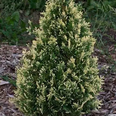 Туя БРАБАНТ ВАРИЕГАТТА западная в Таразе