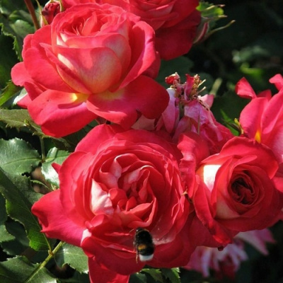 Роза МИДСАММЕР в Таразе