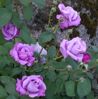 Роза СИЛЬВЕР СТАР чайно-гибридная в Таразе