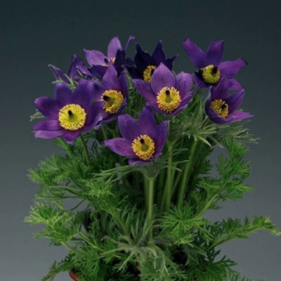 Прострел ПИНВИЛ БЛЮ ШЕЙДЕС в Таразе