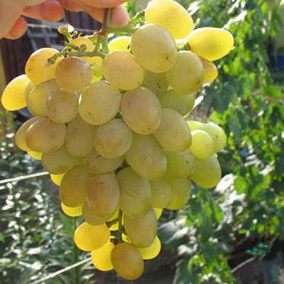 Виноград ЯНТАРЬ в Таразе