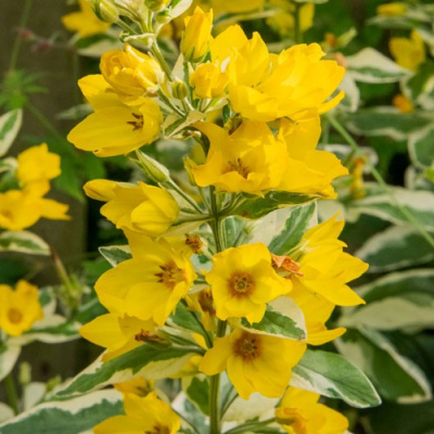 Вербейник АЛЕКСАНДР точечный в Таразе