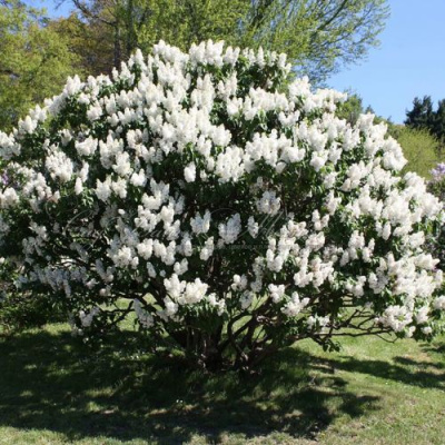 Сирень РОЧЕСТЕР в Таразе