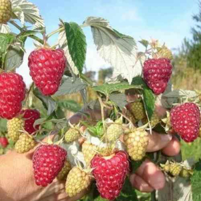 Малина ЖАР-ПТИЦА в Таразе