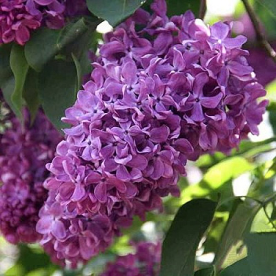 Сирень КАПИТАН ГАСТЕЛЛО в Таразе