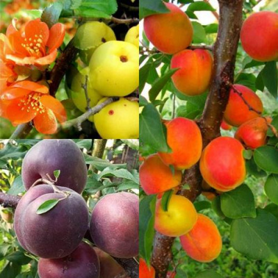 Комплект САД ДЛЯ ГУРМАНА в Таразе