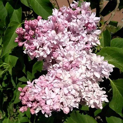 Сирень МИЛОСЕРДИЕ в Таразе