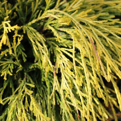 Кипарисовик ГОЛДЕН МОП горохоплодный в Таразе