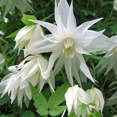 Княжик АЛЬБИНА ПЛЕНА белый махровый в Таразе