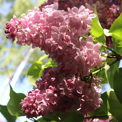 Сирень МЕДОВЫЙ СПАС в Таразе