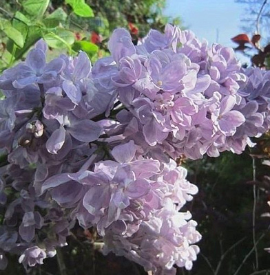 Сирень ЛЕТНИЙ САД в Таразе