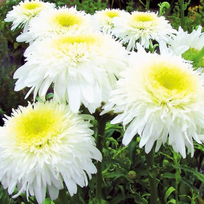 Нивяник ФИОНА ГОГХИЛЛ великолепный в Таразе