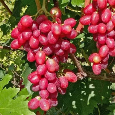 Виноград БАСАНТИ в Таразе