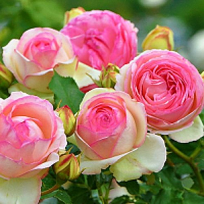 Роза ПЬЕР ДЕ РОНСАР плетистая в Таразе