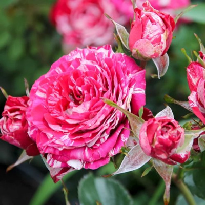 Роза АРРОУ ФОЛИЕС спрей в Таразе