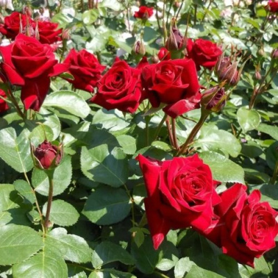 Роза ЭКСПЛОРЕР чайно-гибридная в Таразе