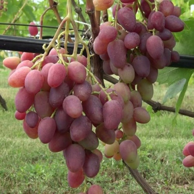 Виноград ВИКТОР в Таразе