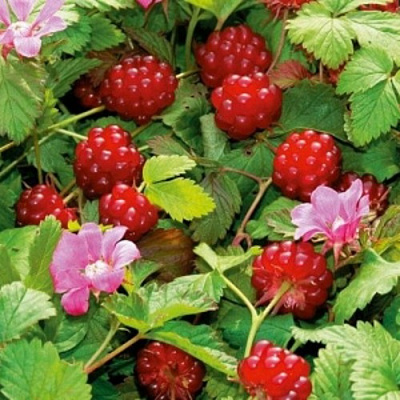 саженцы княженики