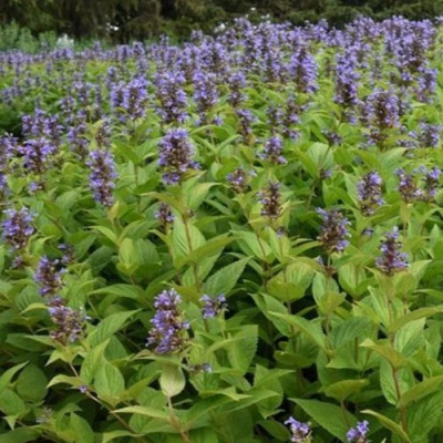 Котовник БЛЮ ДРИМС полусидячий в Таразе