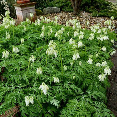 Дицентра красивая АВРОРА в Таразе