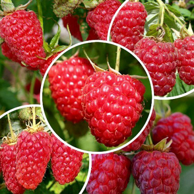 Комплект ТОНКИЙ ВКУС в Таразе