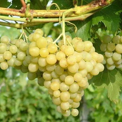 Виноград ЦИТРОННЫЙ МАГАРАЧА в Таразе