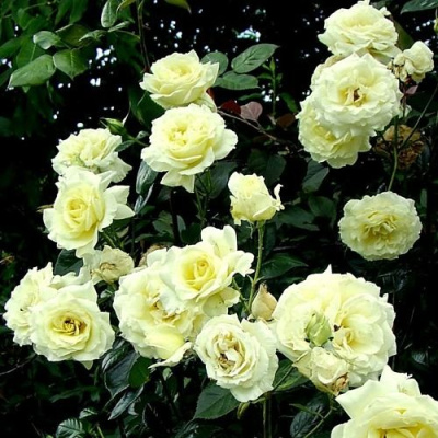 Роза ЭЛЬФ плетистая в Таразе