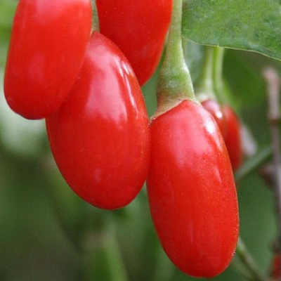 Годжи (чудо-ягода) в Таразе