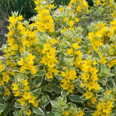 Вербейник АЛЕКСАНДР точечный в Таразе