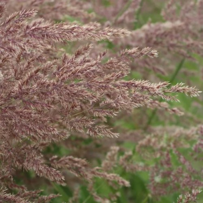 Вейник КАРЛ ФОРСТЕР остроцветковый в Таразе