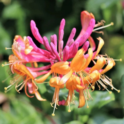 Жимолость ГЕКРОТА в Таразе