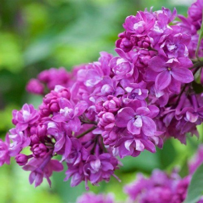 Сирень ОГНИ ДОНБАССА в Таразе