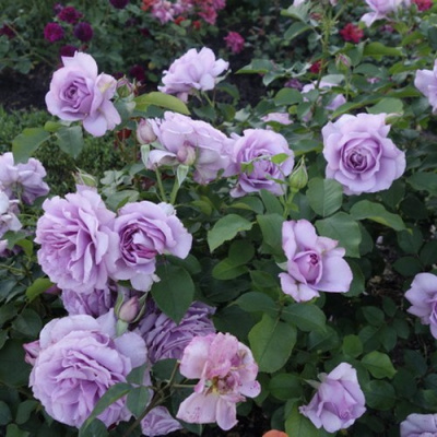 Роза ЛАВ СОНГ флорибунда в Таразе