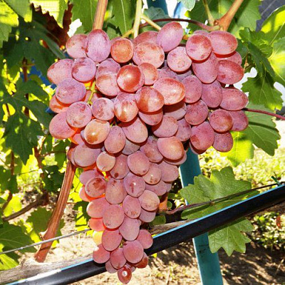 Виноград РУМБА в Таразе