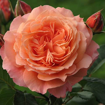 Роза шраб в Таразе