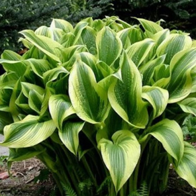 Хоста АУРЕОМАРГИНАТА в Таразе