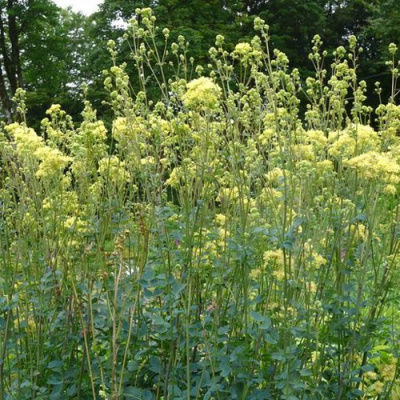Василистник ГЛАУКУМ желтый в Таразе