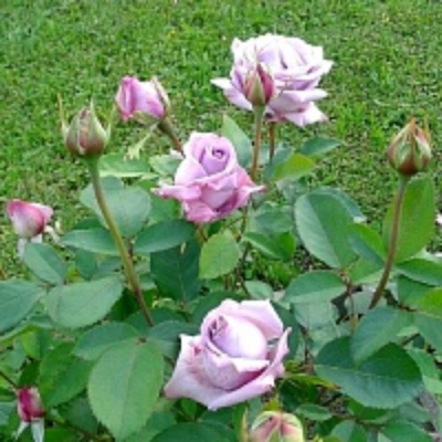 Роза МАЙЗЕР чпайно-гибридная в Таразе