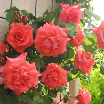 Роза ДИ ДИ БРИДЖУОТЕР плетистая в Таразе