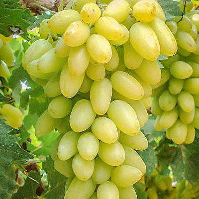 Виноград ТИМУР в Таразе