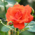 Роза АНЖЕЛИКА чайно-гибридная в Таразе