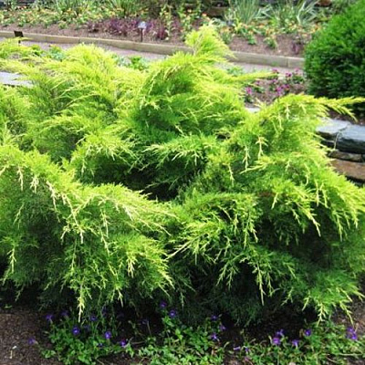 Можжевельник ГОЛД КОСТ средний в Таразе