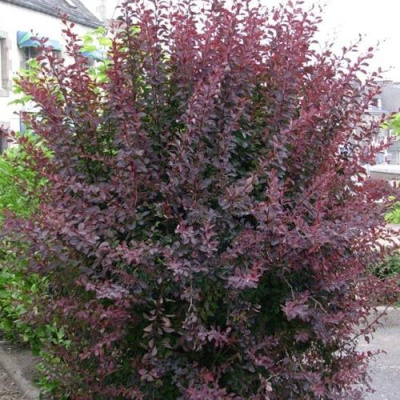 Барбарис АТРОПУРПУРЕА тунберга в Таразе